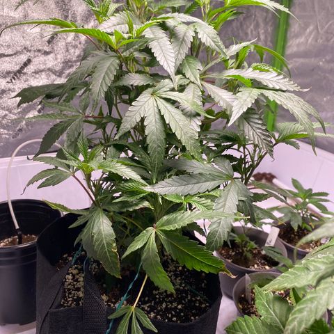Hubba Bubba Runtz growlog timeline photo