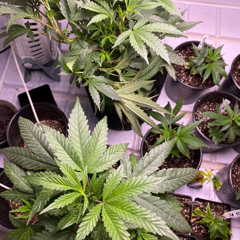 Hubba Bubba Runtz growlog timeline photo