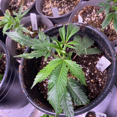 Hubba Bubba Runtz growlog timeline photo
