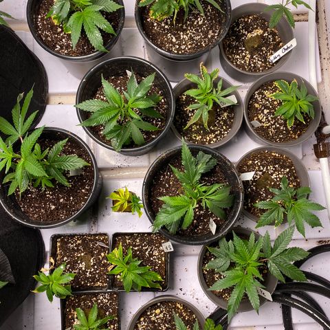 Hubba Bubba Runtz growlog timeline photo
