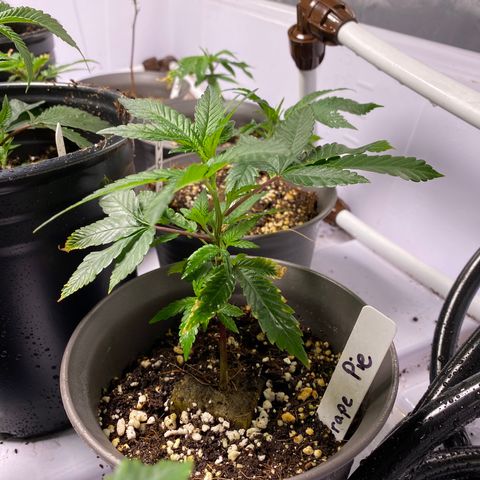 Hubba Bubba Runtz growlog timeline photo