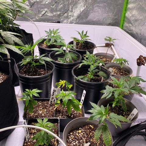 Hubba Bubba Runtz growlog timeline photo
