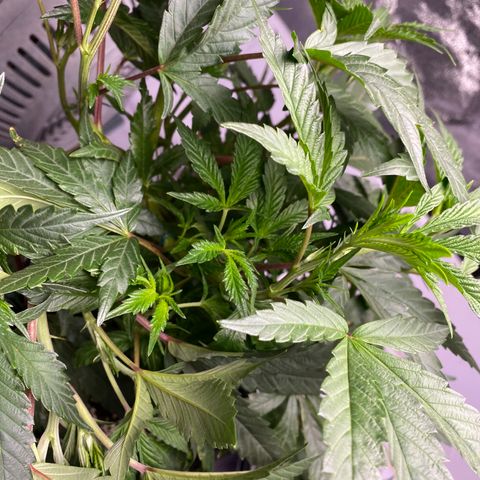 Hubba Bubba Runtz growlog timeline photo