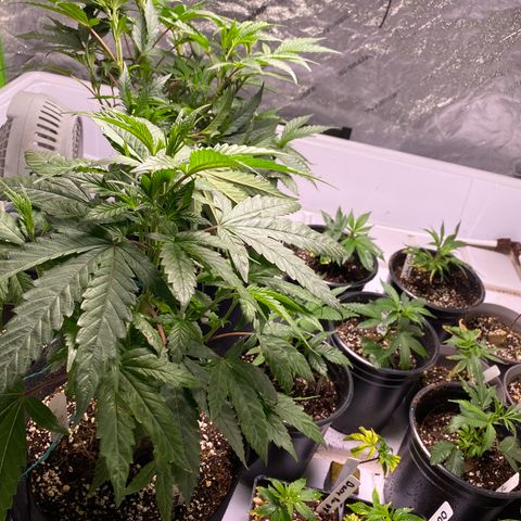 Hubba Bubba Runtz growlog timeline photo