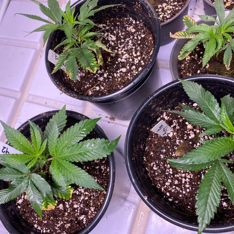 Hubba Bubba Runtz growlog timeline photo