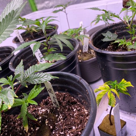 Hubba Bubba Runtz growlog timeline photo