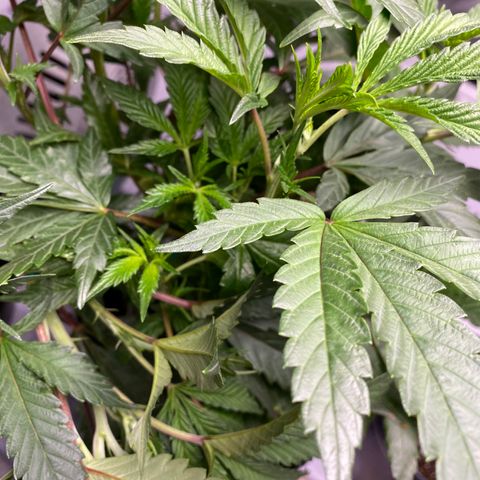 Hubba Bubba Runtz growlog timeline photo