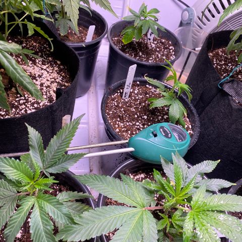 Hubba Bubba Runtz growlog timeline photo