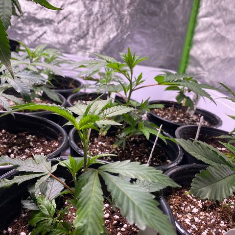 Hubba Bubba Runtz growlog timeline photo