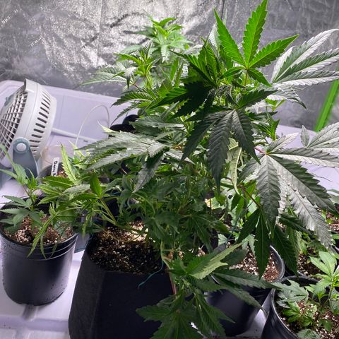Hubba Bubba Runtz growlog timeline photo