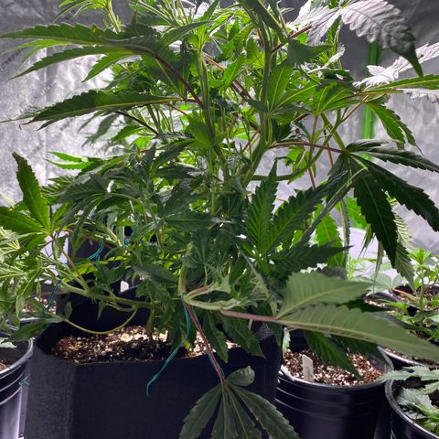 Hubba Bubba Runtz growlog timeline photo