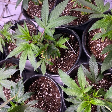 Hubba Bubba Runtz growlog timeline photo