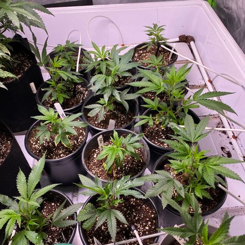 Hubba Bubba Runtz growlog timeline photo