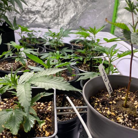 Hubba Bubba Runtz growlog timeline photo
