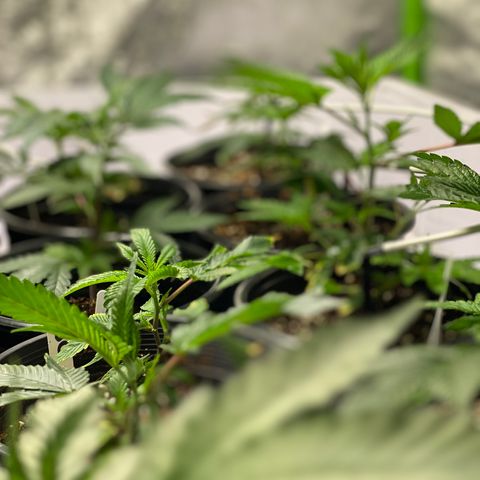 Hubba Bubba Runtz growlog timeline photo