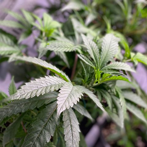 Hubba Bubba Runtz growlog timeline photo