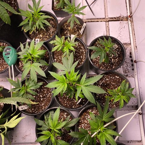 Hubba Bubba Runtz growlog timeline photo
