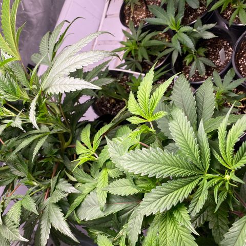 Hubba Bubba Runtz growlog timeline photo