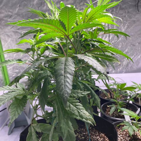 Hubba Bubba Runtz growlog timeline photo