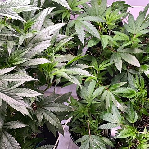 Hubba Bubba Runtz growlog timeline photo