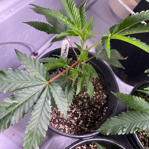 Hubba Bubba Runtz growlog timeline photo