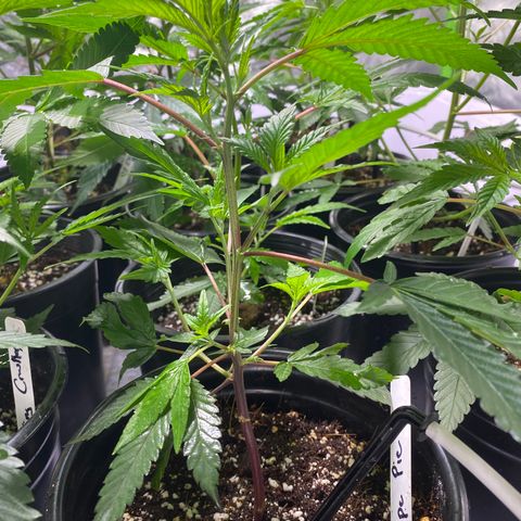 Hubba Bubba Runtz growlog timeline photo