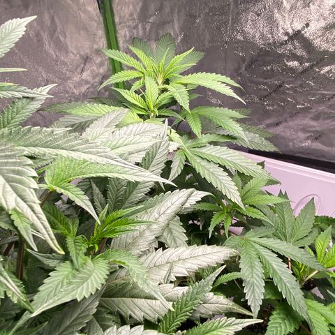 Hubba Bubba Runtz growlog timeline photo
