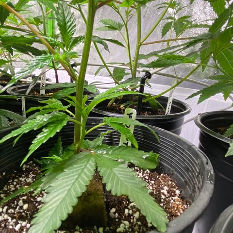 Hubba Bubba Runtz growlog timeline photo