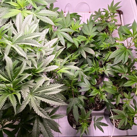 Hubba Bubba Runtz growlog timeline photo