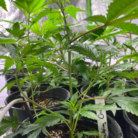 Hubba Bubba Runtz growlog timeline photo