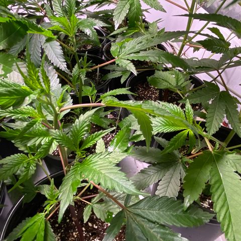 Hubba Bubba Runtz growlog timeline photo