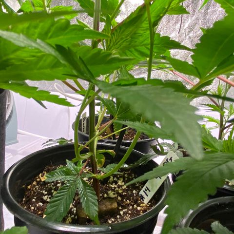 Hubba Bubba Runtz growlog timeline photo