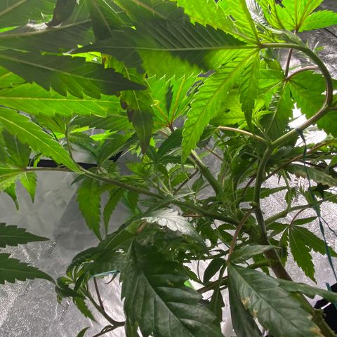 Hubba Bubba Runtz growlog timeline photo
