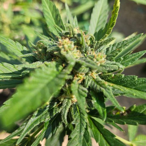 Nky Hollar growlog timeline photo