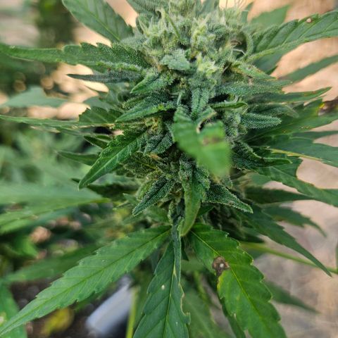 Nky Hollar growlog photo: 8/29' 1st row Auto nky