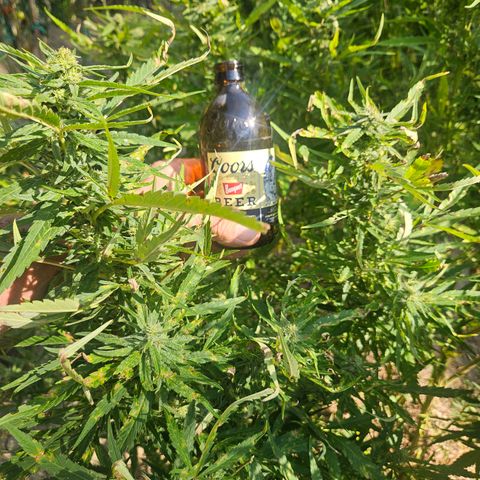 Nky Hollar growlog photo: Nky 3rd in row
