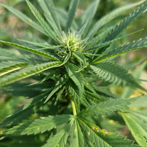 Nky Hollar growlog photo: Bruce Banner July auto