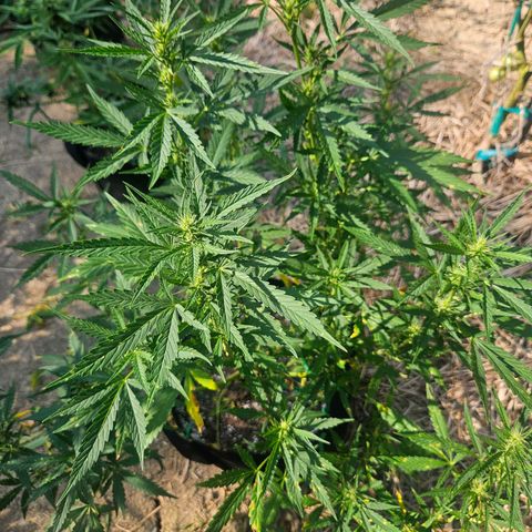 Nky Hollar growlog photo: July Pineapple auto