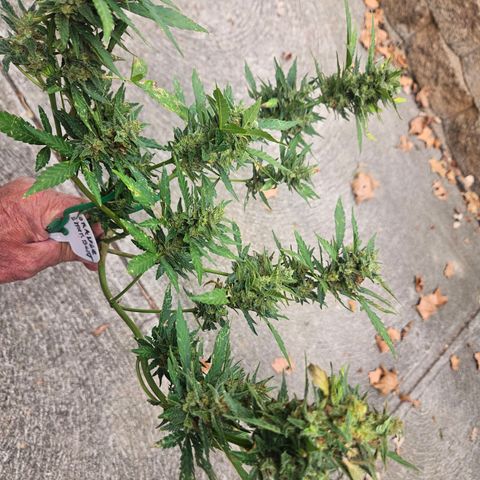 Nky Hollar growlog photo: Orange Sherbert 68 day from June 29 seed. Harvest & cure sept.4