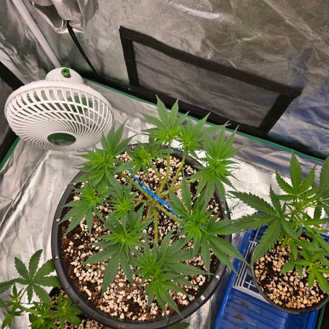 Unkown  growlog timeline photo