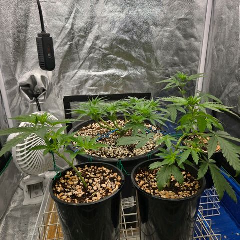 Unkown  growlog timeline photo