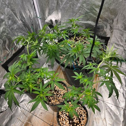 Unkown  growlog timeline photo