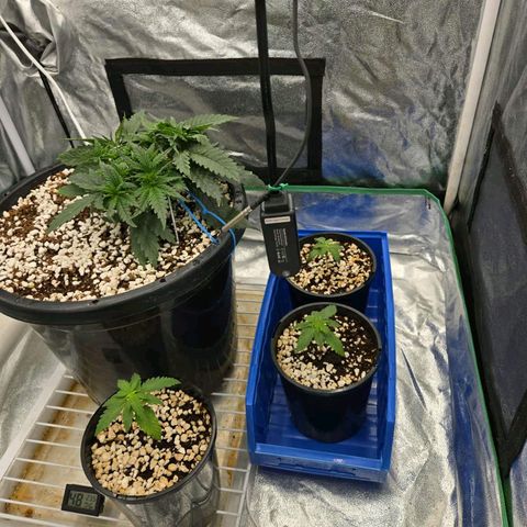 Unkown  growlog timeline photo