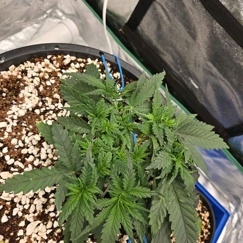 Unkown  growlog timeline photo