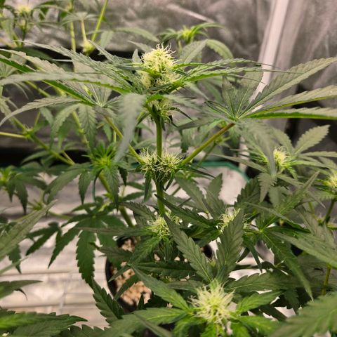 Unkown  growlog timeline photo