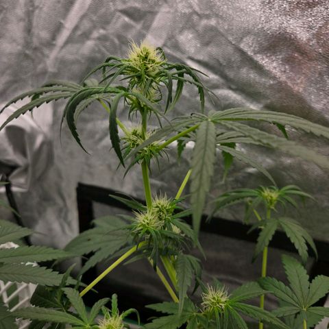 Unkown  growlog timeline photo