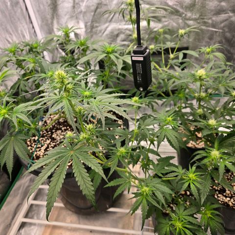 Unkown  growlog timeline photo