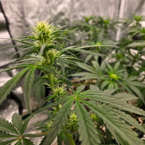 Unkown  growlog timeline photo