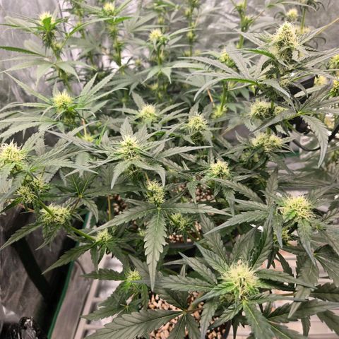 Unkown  growlog timeline photo
