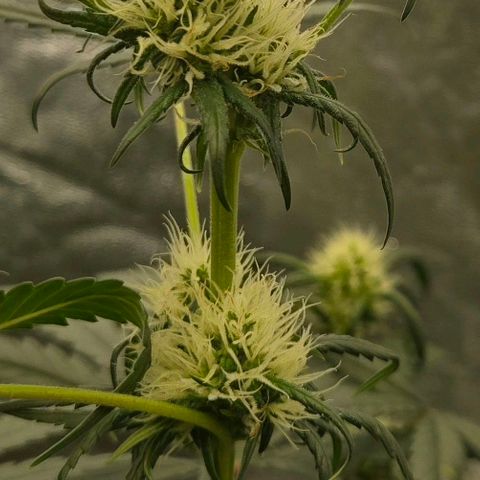 Unkown  growlog timeline photo